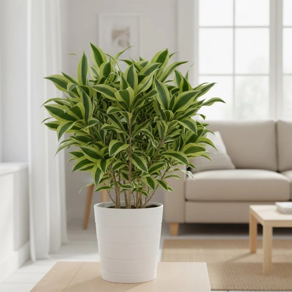 Song of India Plant